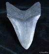Inch Georgia Megalodon Tooth - Nice Shape #2167-2